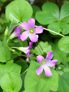 ムラサキカタバミ (紫片喰、紫酢漿草、紫傍食) (撮影日：2024年5月21日)