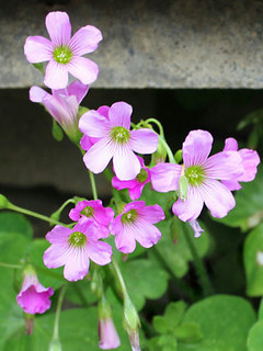 ムラサキカタバミ (紫片喰、紫酢漿草、紫傍食) (撮影日：2024年5月21日)