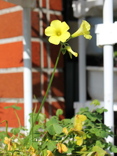 オオキバナカタバミ (大黄花片喰) (撮影日：2021年4月25日)