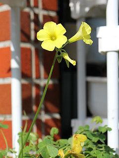 オオキバナカタバミ (大黄花片喰)