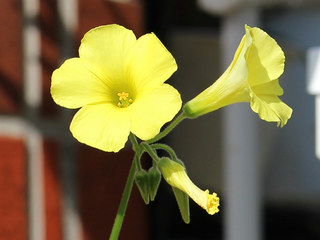 オオキバナカタバミ (大黄花片喰) (撮影日：2021年4月25日)