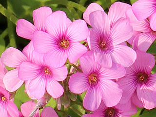 イモカタバミ (芋片喰) (撮影日：2024年5月24日)