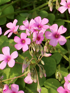 イモカタバミ (芋片喰) (撮影日：2024年5月24日)