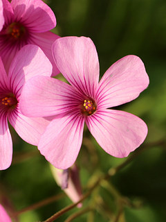 イモカタバミ (芋片喰)