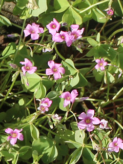 イモカタバミ (芋片喰) (撮影日：2024年8月10日)