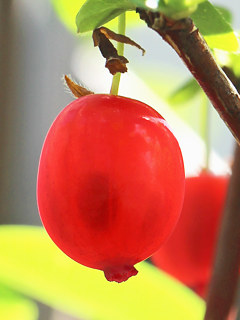 図 ウグイスカグラの閉果 (鶯神楽)