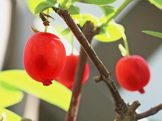 ウグイスカグラの赤い実 (撮影日：2023年5月10日)