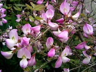 ウンナンハギ (雲南萩) (撮影日：2008年5月2日)