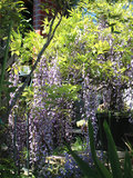 フジ (藤) (撮影日：2024年4月25日) 