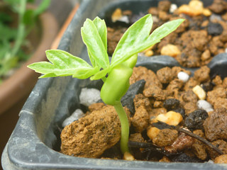 図 フウセンカズラの本葉 (撮影日：2014年5月25日)