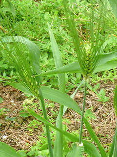 オオムギの穂 (撮影日：2015年5月23日)