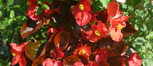赤色のベゴニアの花