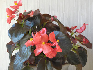 赤色のベゴニア・センパフローレンスの花 (撮影日：2014年3月15日)