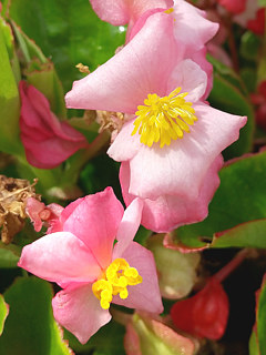 ピンク色のベゴニアの雄花と雌花の画像 (撮影日:2022年8月3日)
