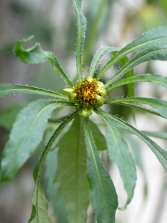 アメリカセンダングサ (亜米利加栴檀草) (撮影日：2024年7月9日)