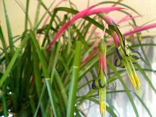 ビルベルギア・ヌタンスの青色の縁がある緑色の花の画像(撮影日：2009年2月12日)