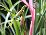 ビルベルギア・ヌタンスの花の画像　ピンク色の苞と萼、緑色の花弁の両縁には濃い青色の太い線が入る(撮影日：2021年4月9日)