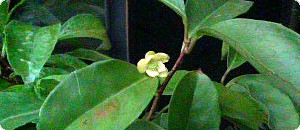 白色のビナンカズラの花