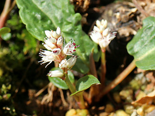 ハルトラノオ (春虎の尾) (撮影日：2023年3月8日)