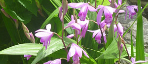 紫色の紫蘭の花
