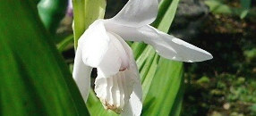 白色の白花紫蘭の花