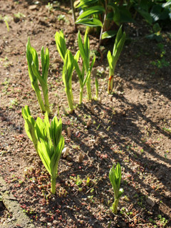 シロバナシランの成長を始めた葉の様子 (撮影日:2021年4月23日)