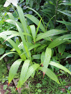 シロバナシランの夏の葉の様子 (撮影日:2021年7月5日)