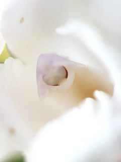 シロバナシランの蕊柱 (撮影日:2023年5月10日)