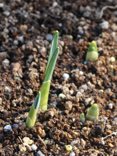 シロバナシランの新芽 (撮影日:2024年2月11日)