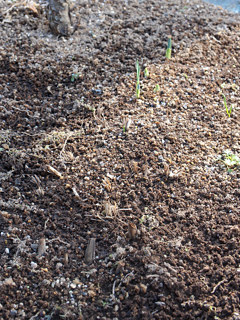 シロバナシランの休眠の様子 (撮影日:2024年2月11日)