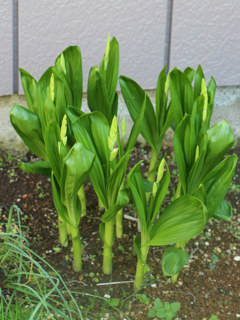 シロバナシランのつぼみ (撮影日:2025年5月8日)