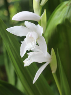 シロバナシラン (白花紫蘭) 白色の花 (撮影日:2025年5月15日)