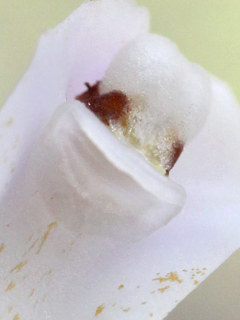 シロバナシランの柱頭 (撮影日:2025年5月20日)