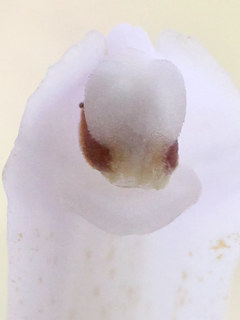 シロバナシランの蕊柱 (撮影日:2025年5月20日)