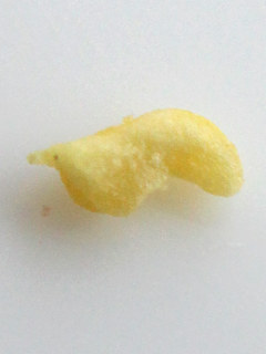 シロバナシランの花粉塊 (撮影日:2025年5月20日)