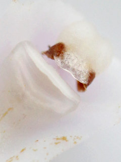 シロバナシランの蕊柱 (撮影日:2025年5月20日)