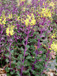 ハボタン (葉牡丹) (撮影日：2023年4月6日)