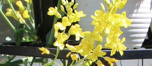 黄色のキャベツの花の画像