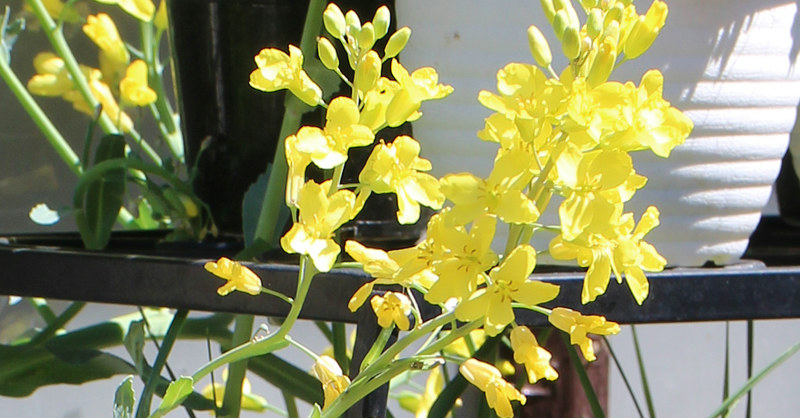 キャベツ - 【植物図鑑】 花の名前を調べる - hananani.com