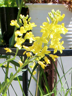 キャベツ カンラン(甘藍)(撮影日:2024年4月25日)