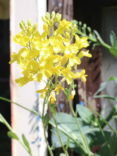 キャベツ カンラン(甘藍)(撮影日:2024年4月25日)