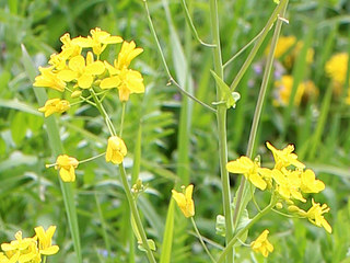 ナノハナ (菜の花) (撮影日：2009年2月8日)