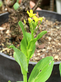 ミニチンゲンサイ(ミニ青梗菜) (撮影日：2024年6月1日)