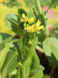 ミニチンゲンサイ(ミニ青梗菜) (撮影日：2024年6月1日)