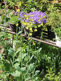 カキナ(かき菜、掻き菜) (撮影日：2024年5月2日)