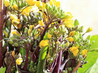 黄色の紅菜苔の花 (撮影日：2022年3月6日)