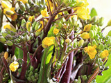 黄色の紅菜苔の花 (撮影日：2022年3月6日) 
