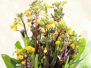 黄色の紅菜苔の花 (撮影日：2022年3月6日)