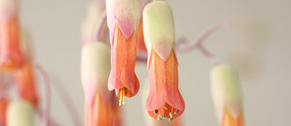 胡蝶の舞(コチョウノマイ)