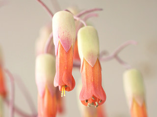 胡蝶の舞(コチョウノマイ) ブリオフィルム カランコエ(撮影日：2014年1月29日)